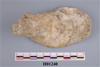 藏品(牡蠣)的圖片